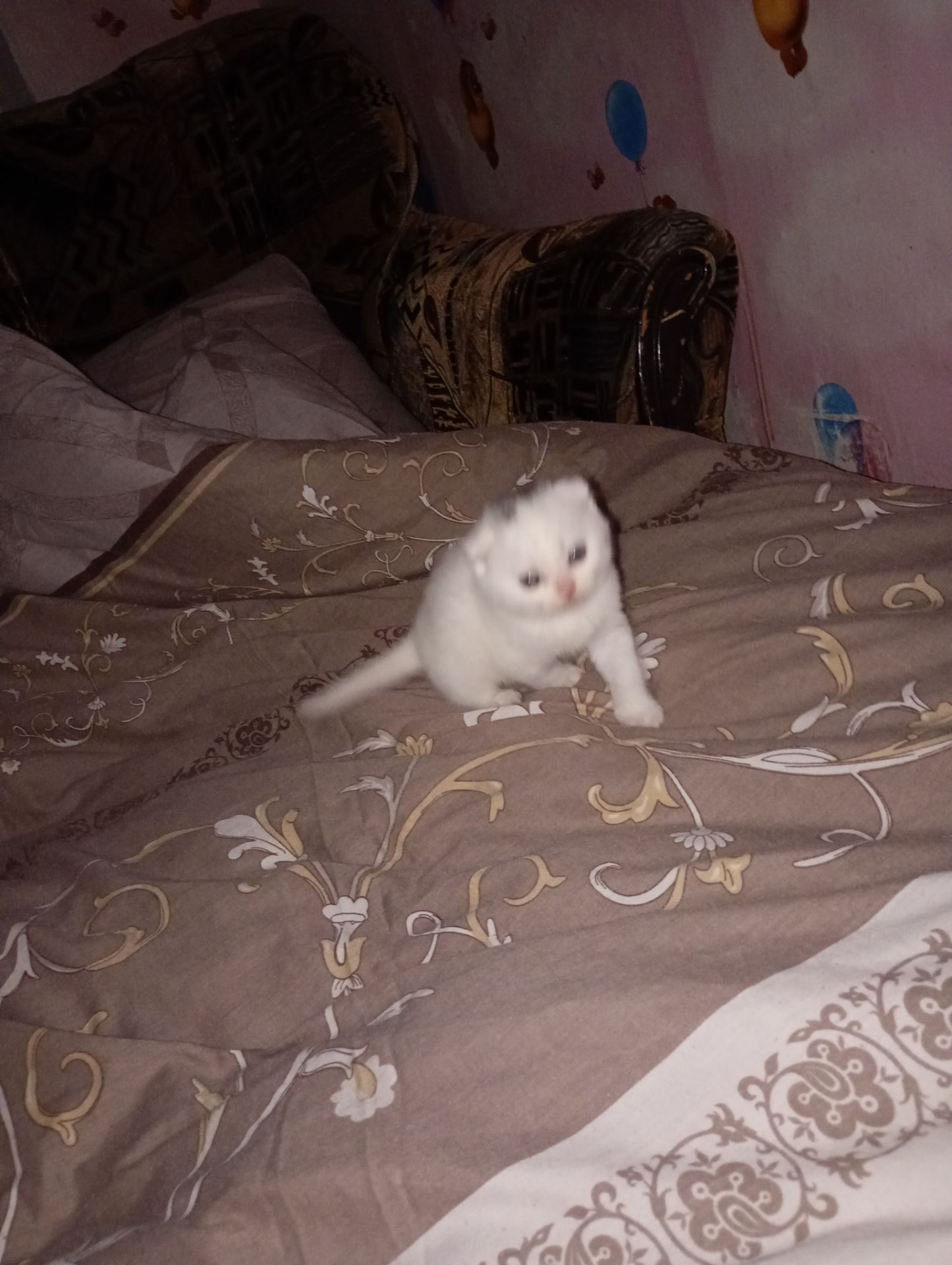 Скотіш фолд шотландец