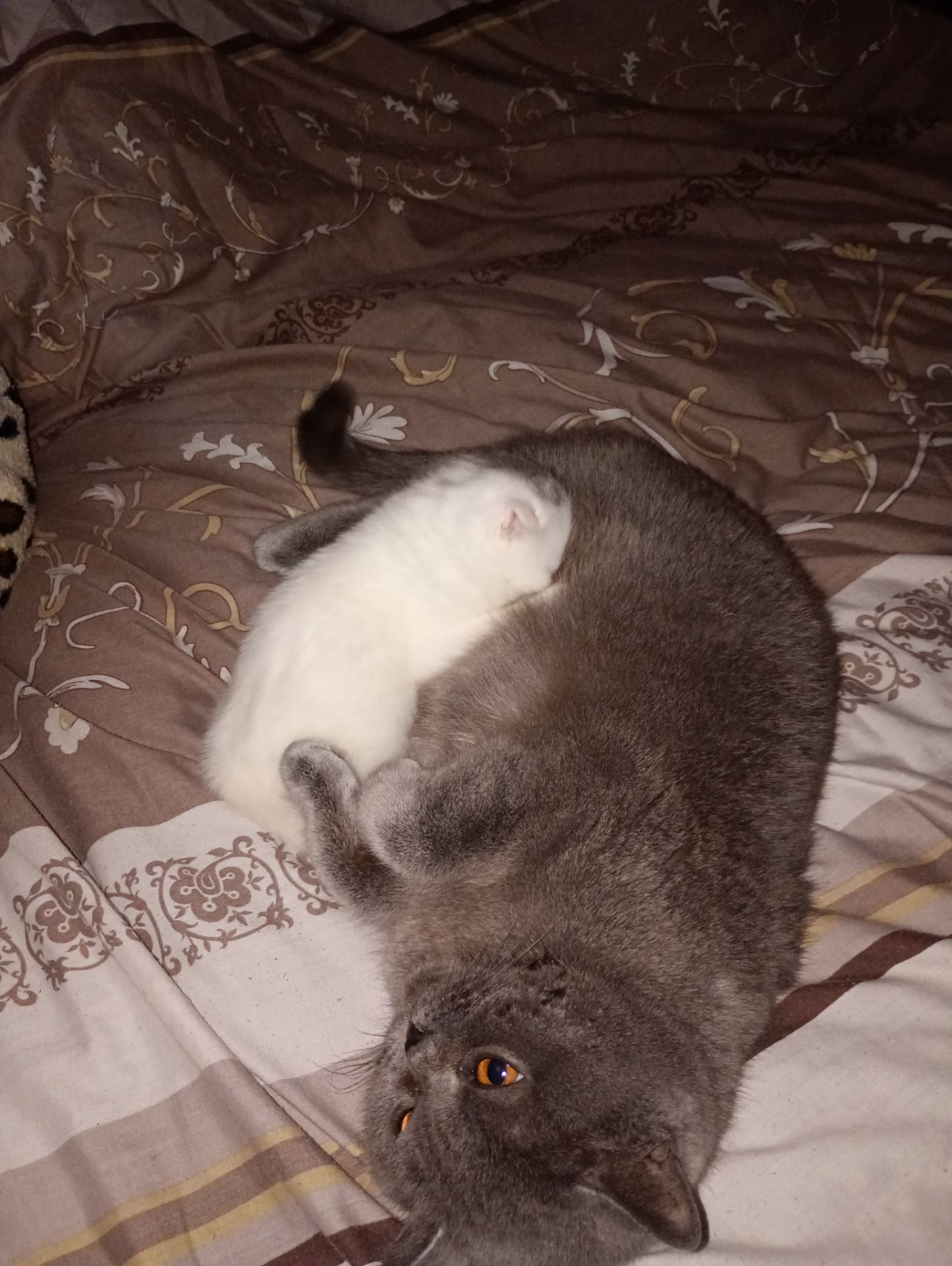 Скотіш фолд шотландец