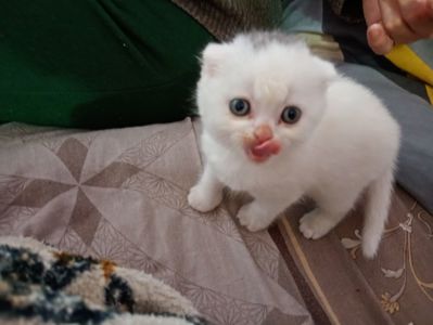 Скотіш фолд шотландец