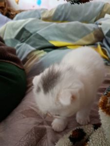 Скотіш фолд шотландец