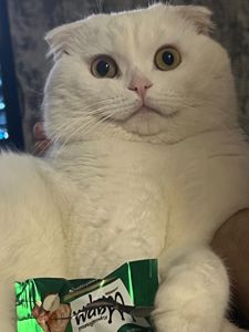 Скотіш фолд шотландец