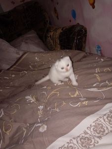 Скотіш фолд шотландец