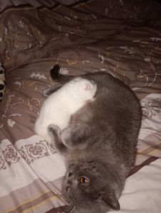 Скотіш фолд шотландец