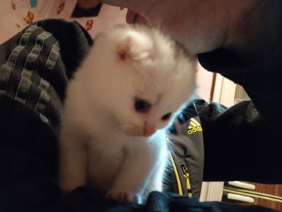 Скотіш фолд шотландец