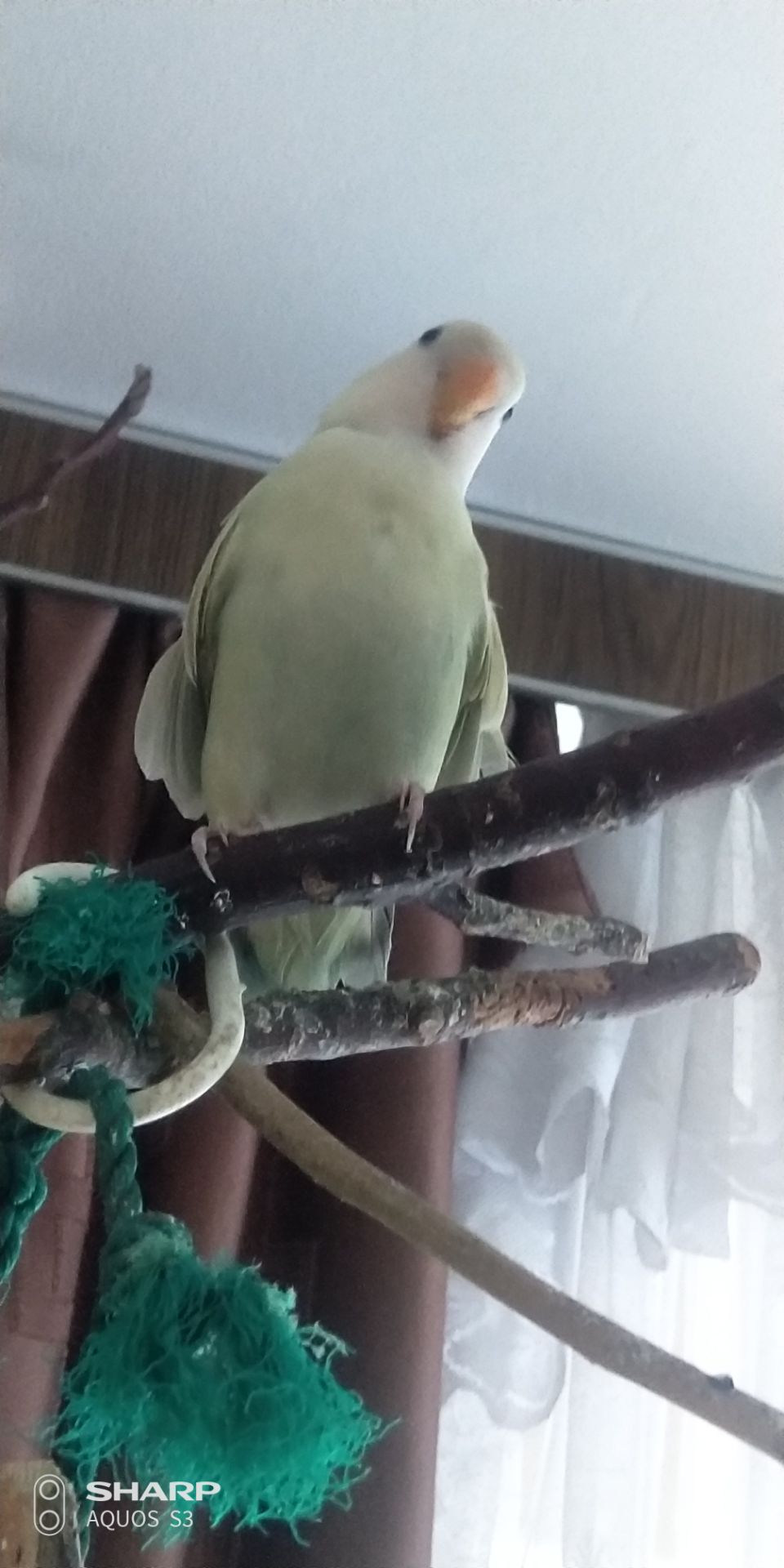 Неразлучник розаващёкий