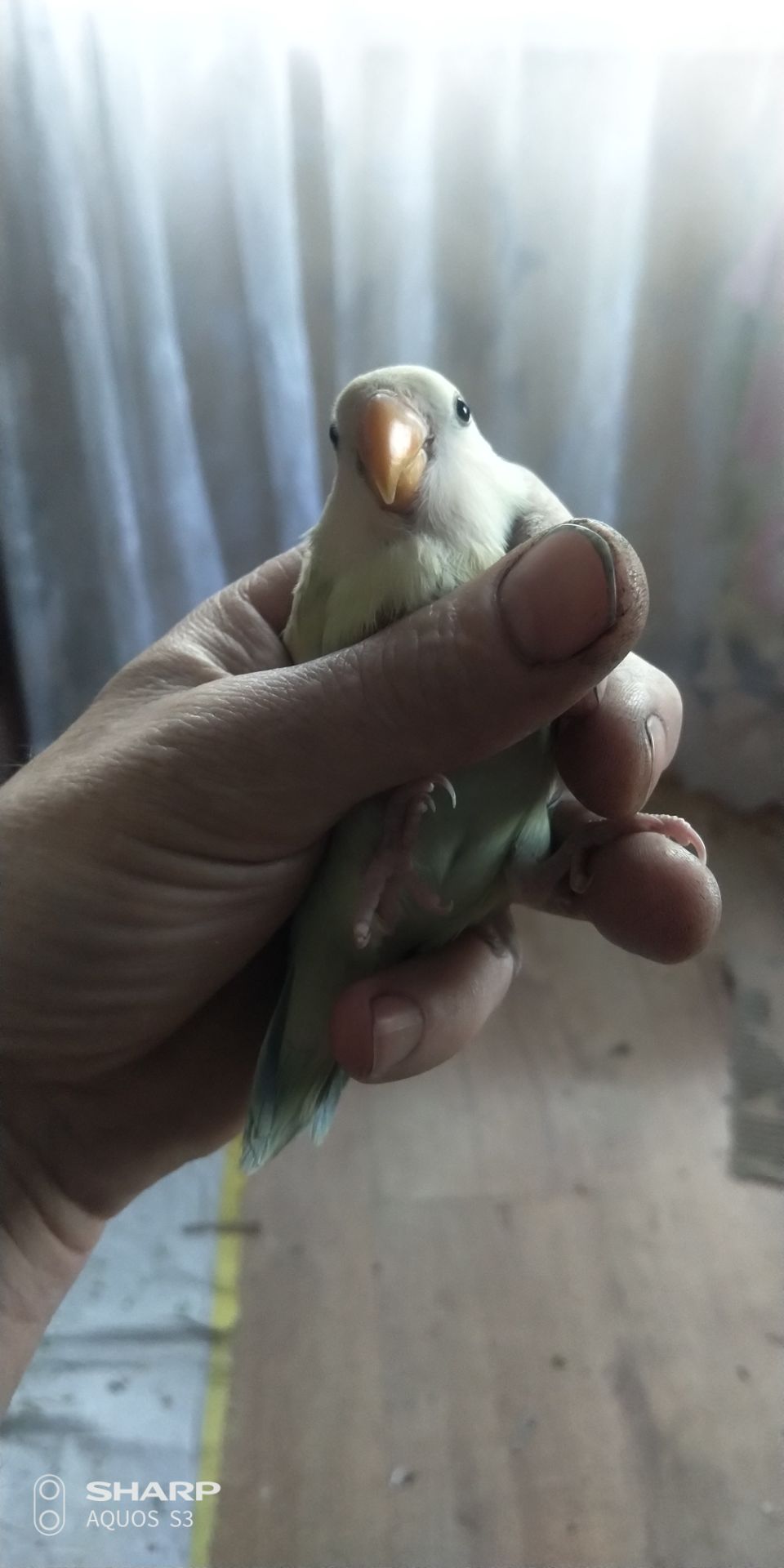 Неразлучник розаващёкий