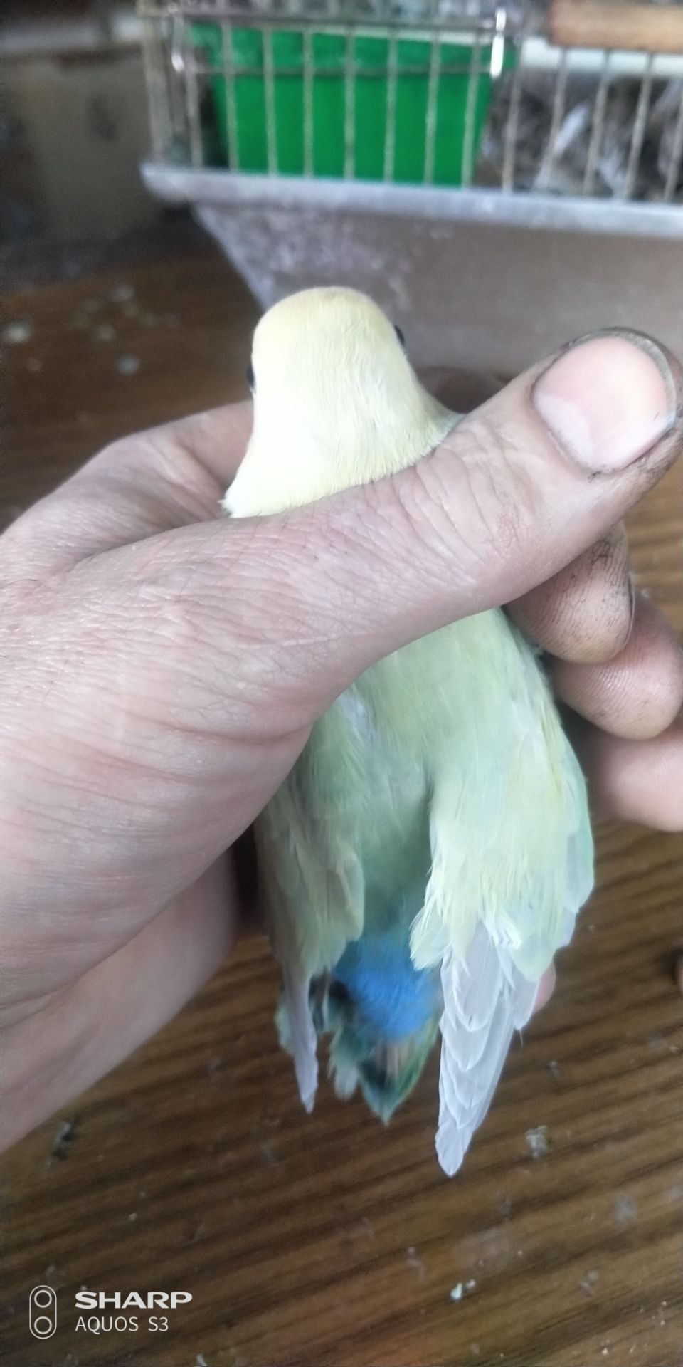 Неразлучник розаващёкий