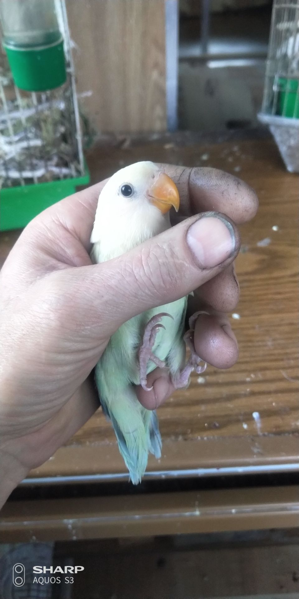 Неразлучник розаващёкий