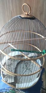 Неразлучник розаващёкий