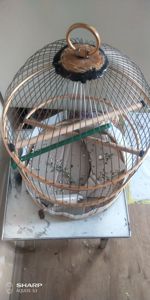 Неразлучник розаващёкий