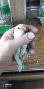 Неразлучник розаващёкий