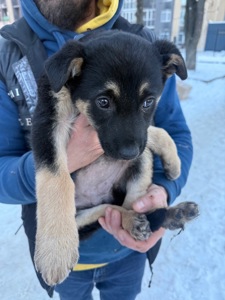 Цуценята, хлопчик і дівчинка