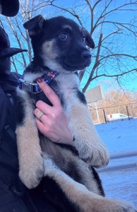 Цуценята, хлопчик і дівчинка