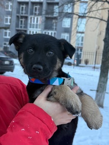 Цуценята, хлопчик і дівчинка