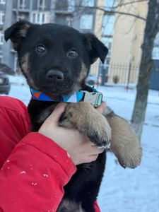 Цуценята, хлопчик і дівчинка