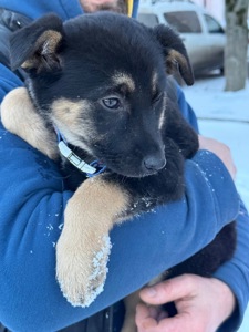 Цуценята, хлопчик і дівчинка