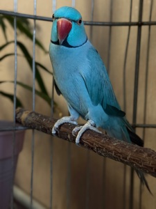 Ожереловий папуга