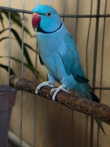 Ожереловий папуга