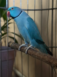 Ожереловий папуга