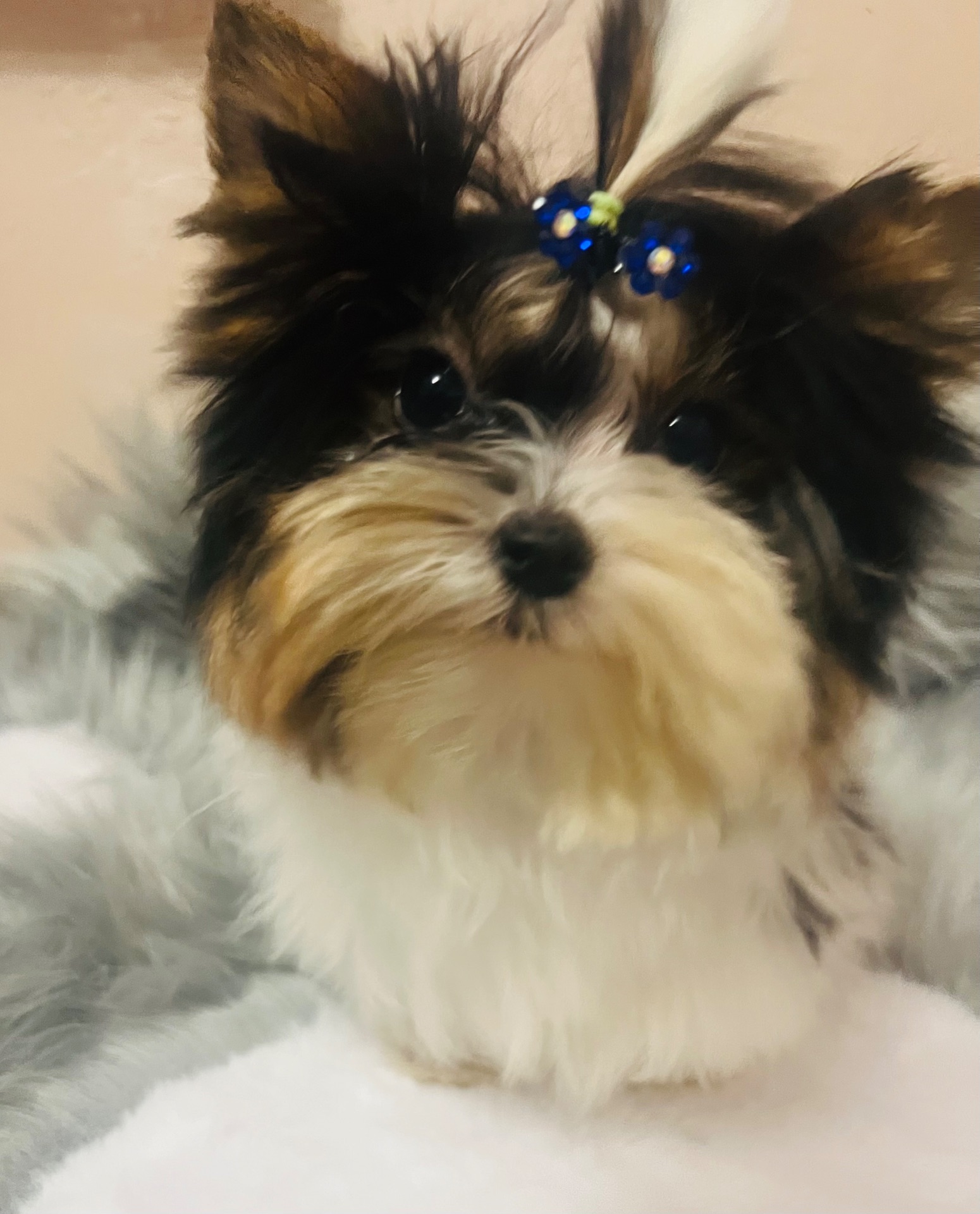 Міні хлопчик Бівер йорк КСУ