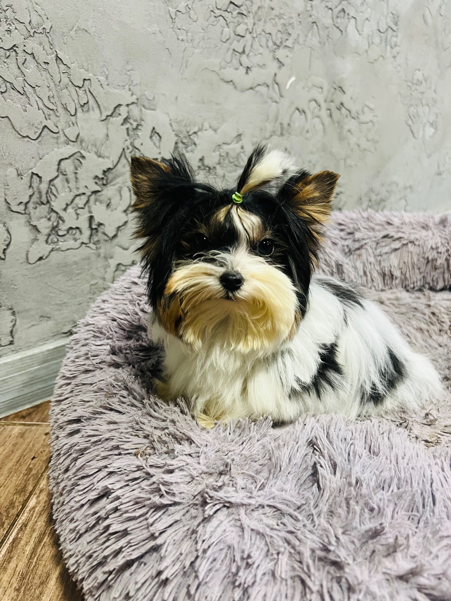 Міні хлопчик Бівер йорк КСУ