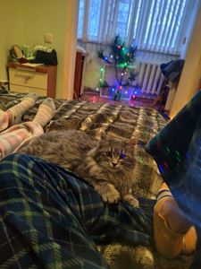 Ласковая кошечка (4-5 мес) ищет дом после улицы Срочно!