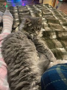 Ласковая кошечка (4-5 мес) ищет дом после улицы Срочно!