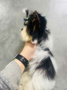 Міні хлопчик Бівер йорк КСУ