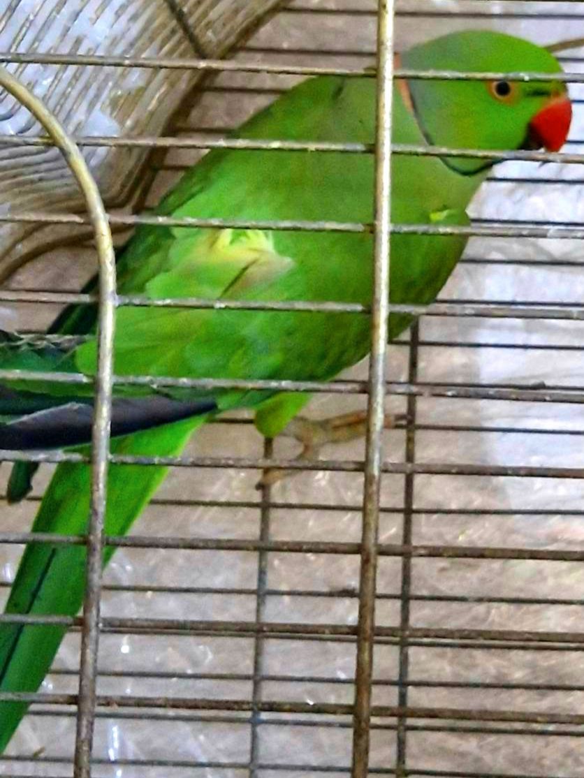 Продам ожеловых попугайчиков