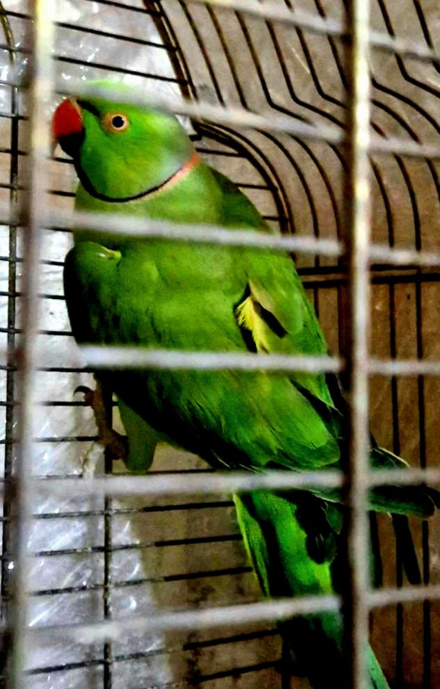 Продам ожеловых попугайчиков