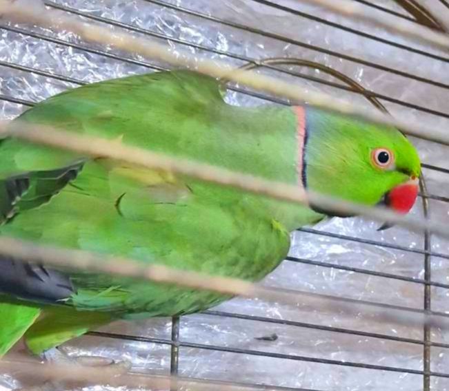 Продам ожеловых попугайчиков