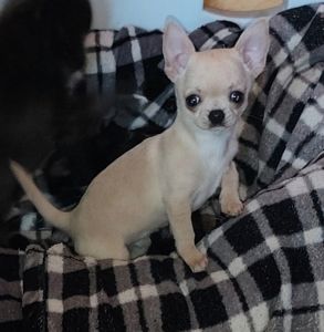 Цуценята Чіхуахуа