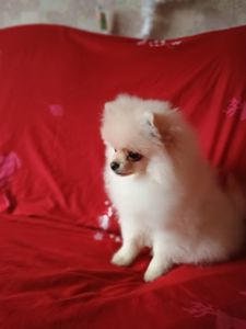 Померанский шпиц мальчик