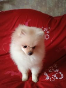 Померанский шпиц мальчик