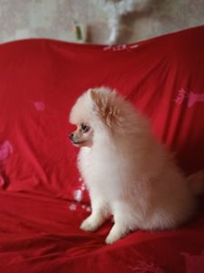 Померанский шпиц мальчик