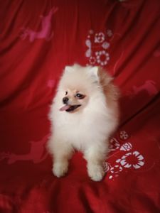 Померанский шпиц мальчик