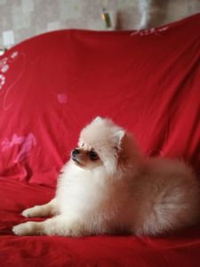 Померанский шпиц мальчик