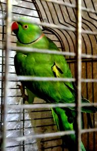 Продам ожеловых попугайчиков