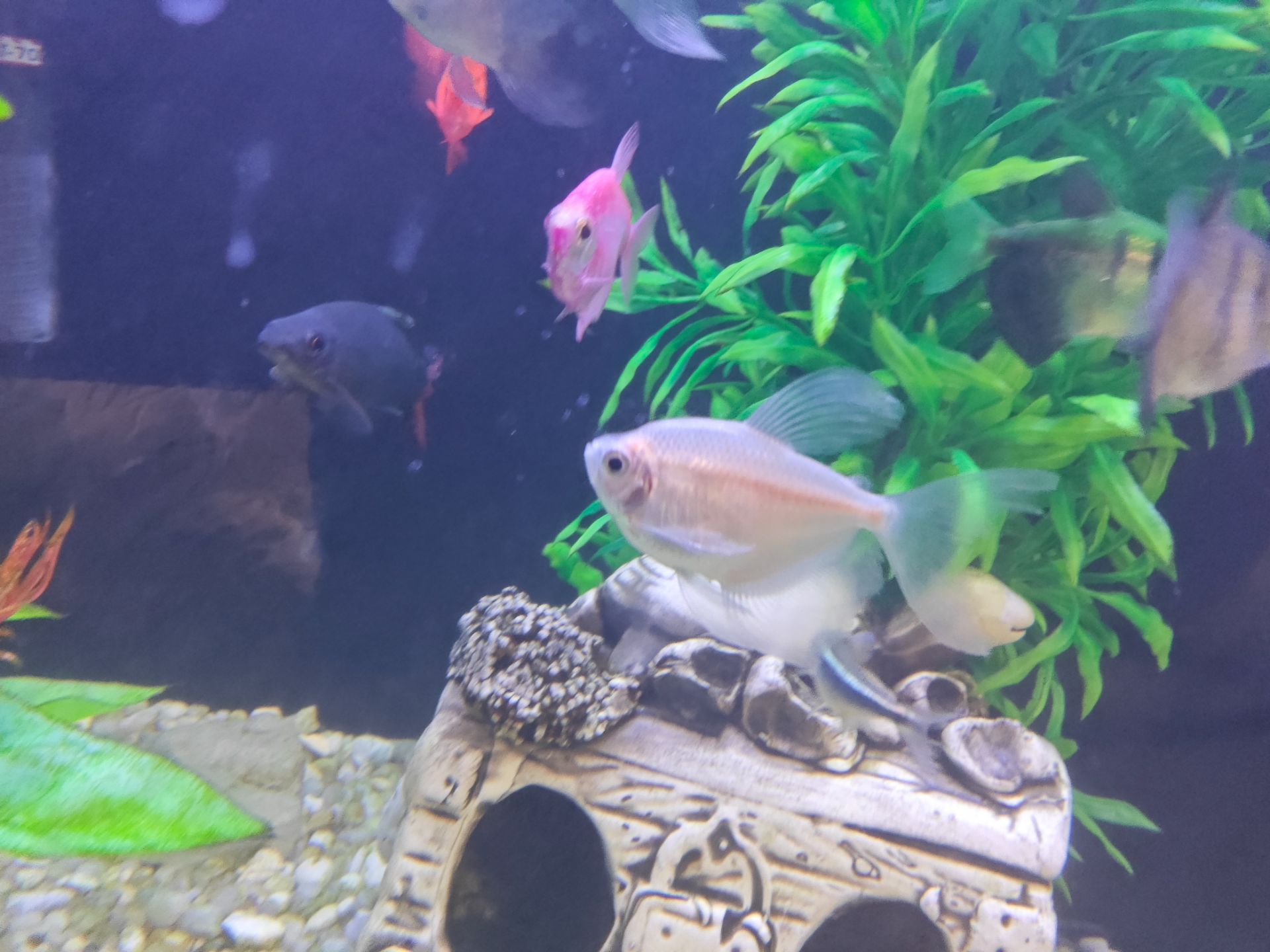 Риба тернеція