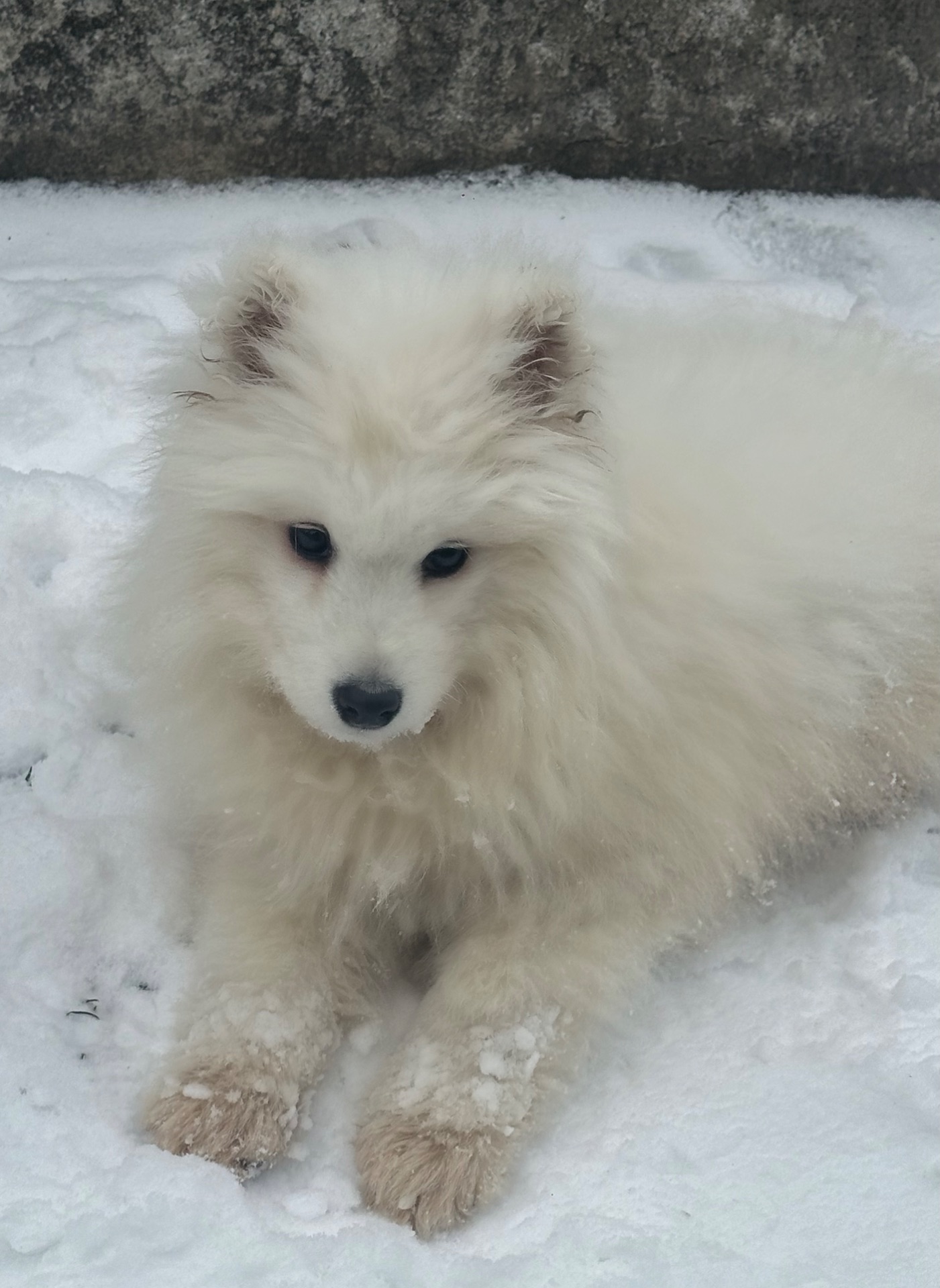 Самоїд-хлопчик