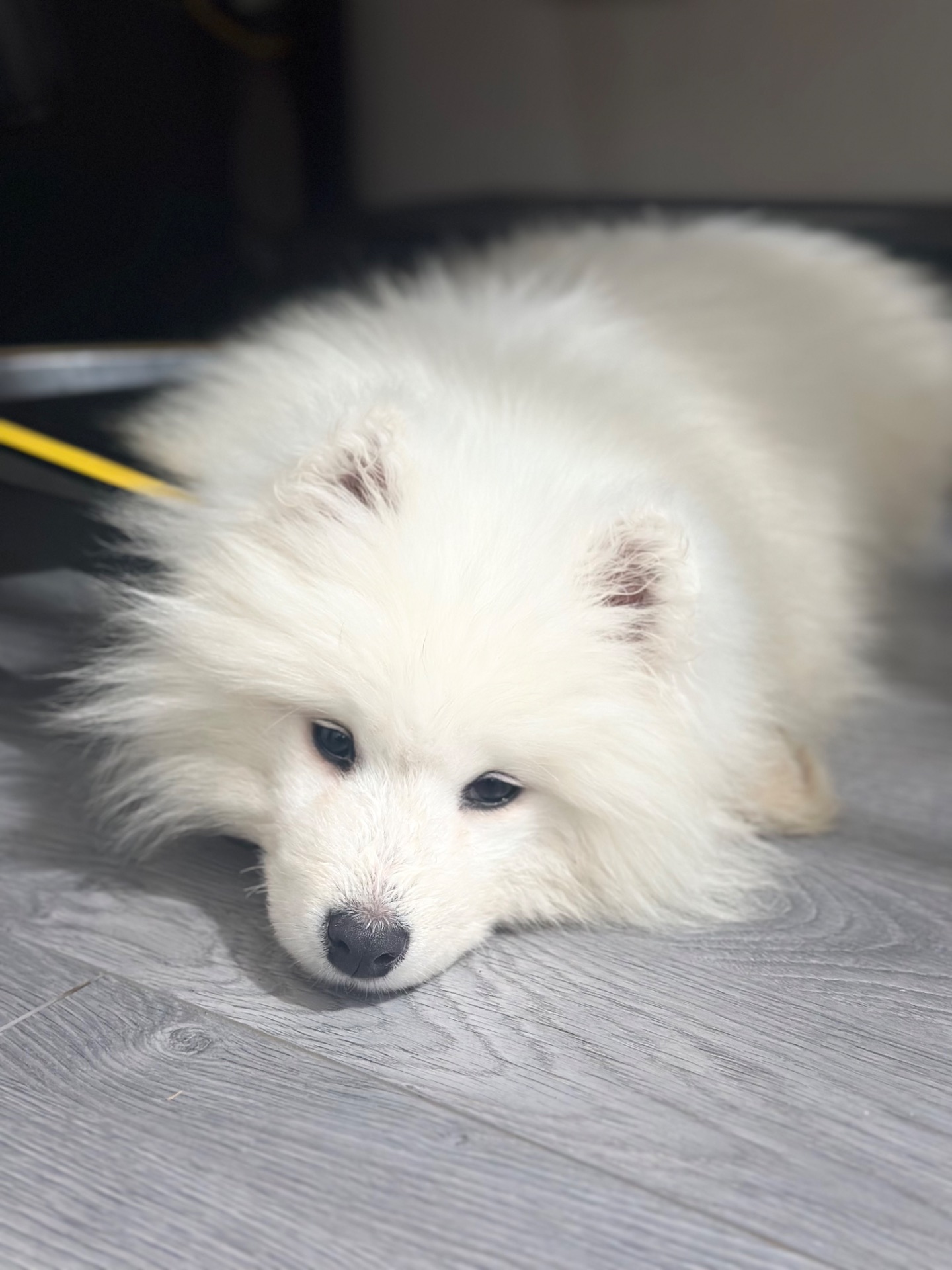 Самоїд-хлопчик