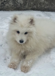 Самоїд-хлопчик