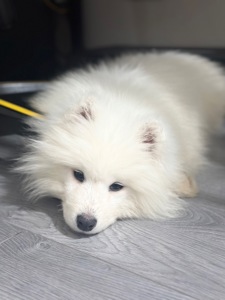 Самоїд-хлопчик