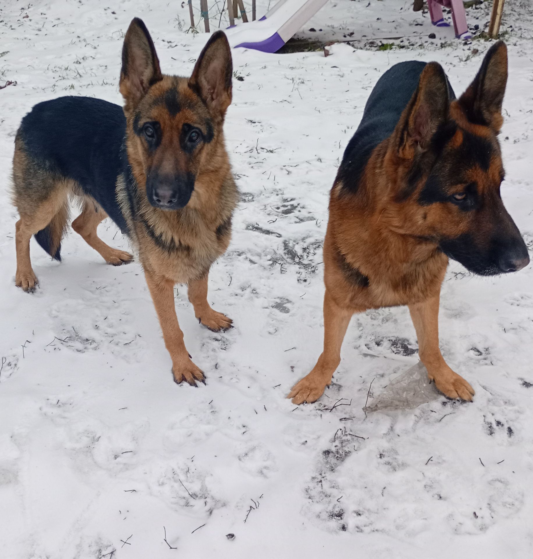 Цуценята німецької вівчарки