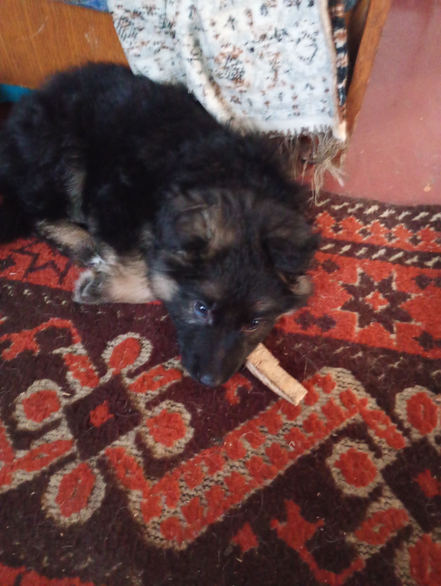 Цуценята німецької вівчарки