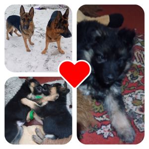 Цуценята німецької вівчарки