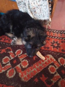 Цуценята німецької вівчарки