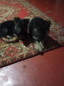 Цуценята німецької вівчарки