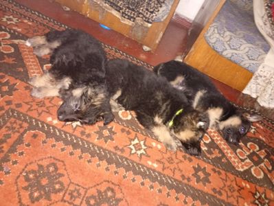 Цуценята німецької вівчарки