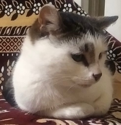 Кіт в добрі руки ♥️